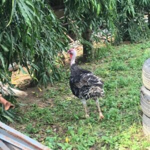 Large Turkey