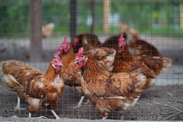 Live chicken for sale – Grabb Livestock - Fresh Chicken in Nigeria