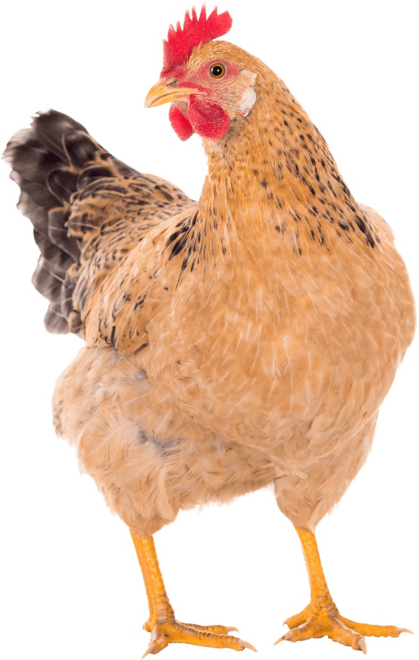 Live chicken for sale – Grabb Livestock - Fresh Chicken in Nigeria