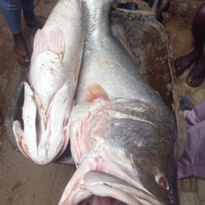 Fresh Giwa-Ruwa River fish
