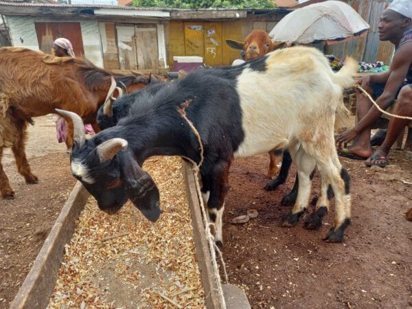 mediun goat