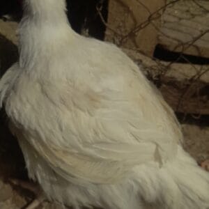 Large Chicken