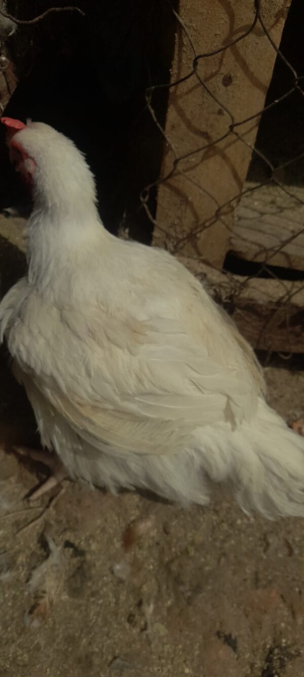Large Chicken