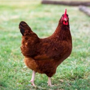 Large Chicken