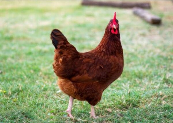 Large Chicken