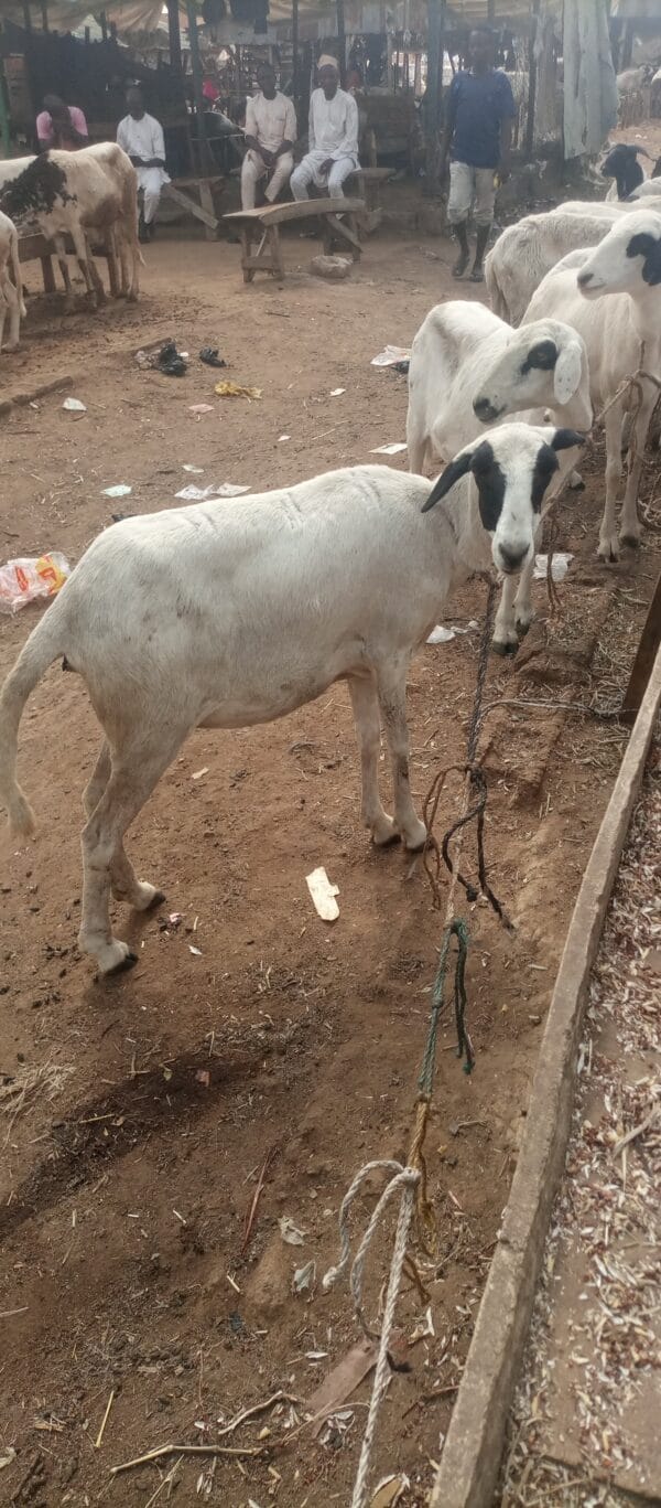 Medium sheep