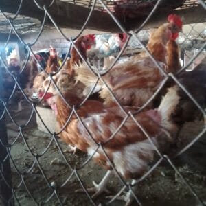 Broiler Chicken