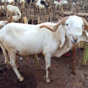 Balami sheep Deluxe