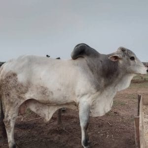 Bull Elite Plus
