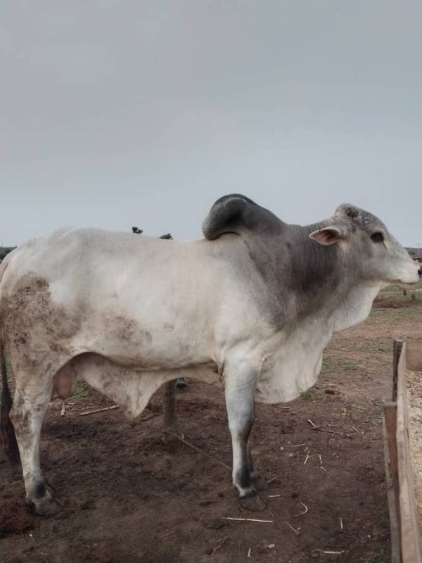 Bull Elite Plus