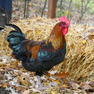 rooster, cock, chicken-1284283.jpg